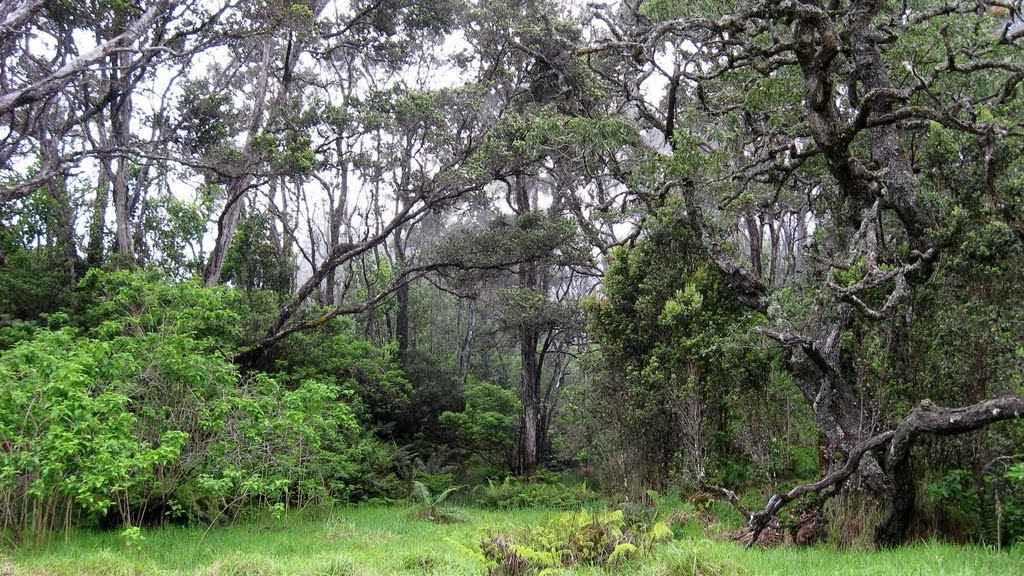 Hakalau Forest