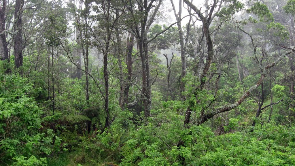 Hakalau Forest