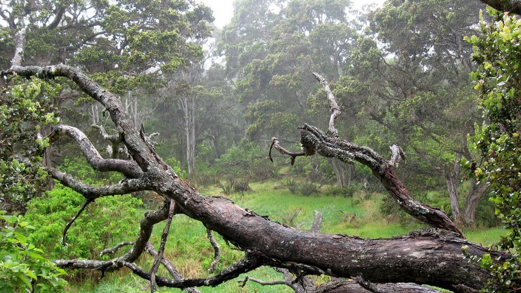 Hakalau Forest