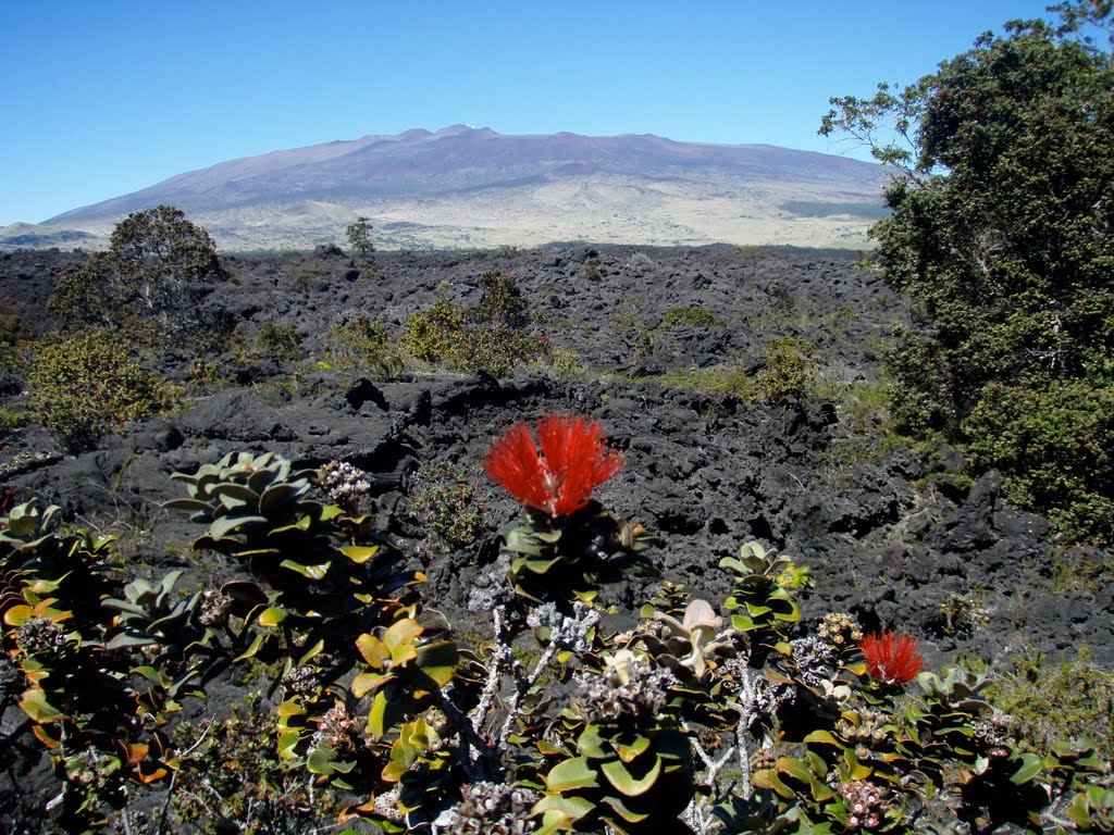 Muana Kea from the Lava Fields, 21 Nov, 2009