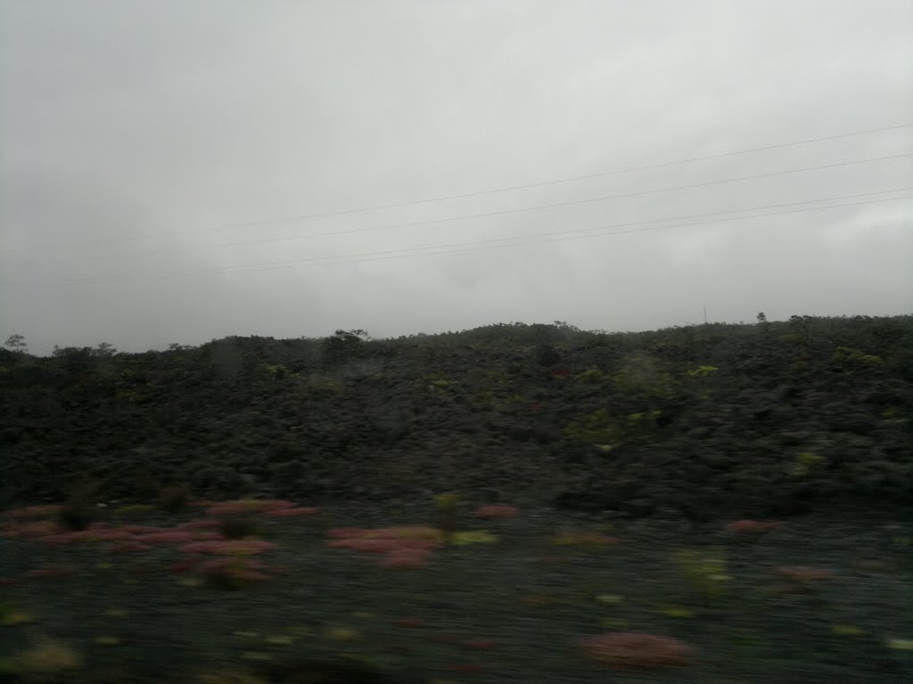 Red plants on lava rocks