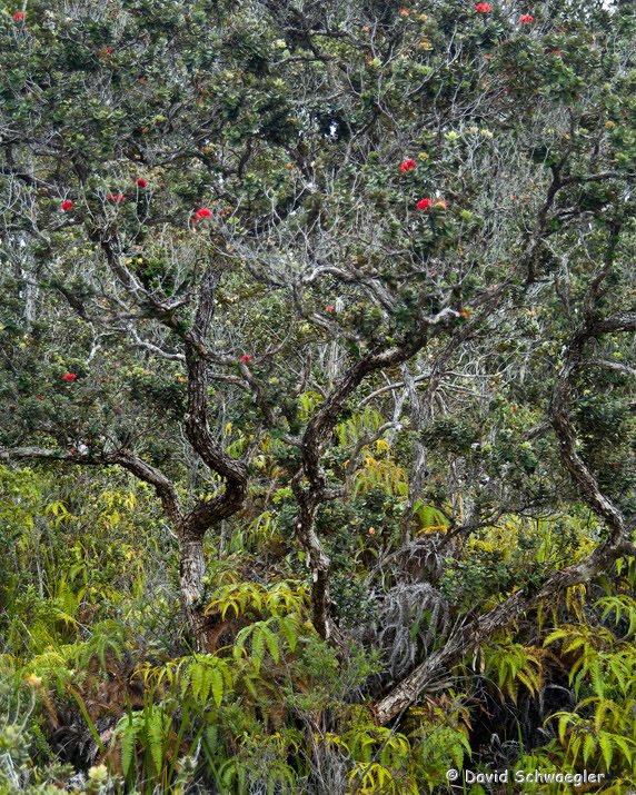 Enchanted Forest