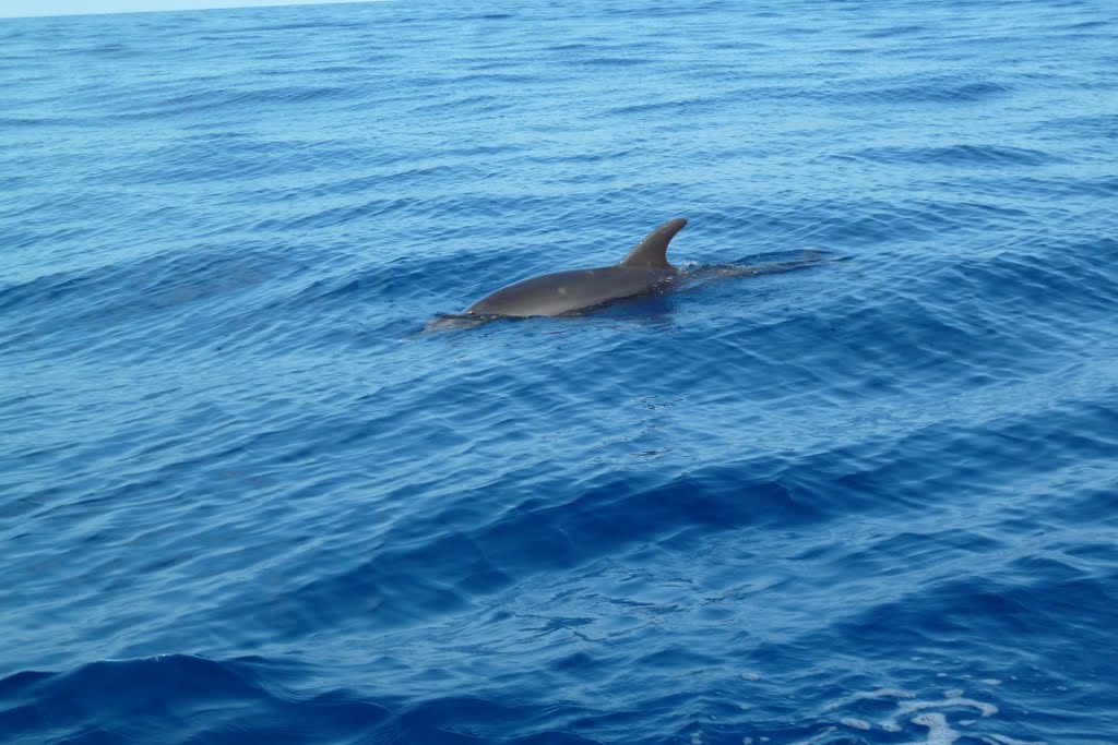 Sailing boat around to the south, Big Island - Hawaii