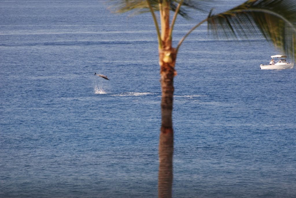 Dolphins Like to Leap.