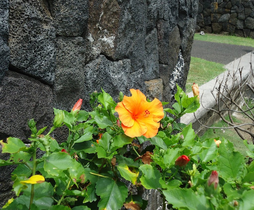 Hibiscus outside the church