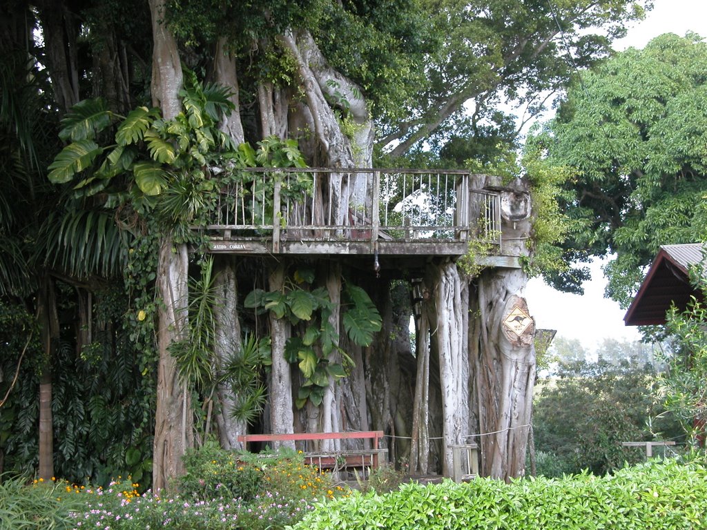 Banyan Treehouse