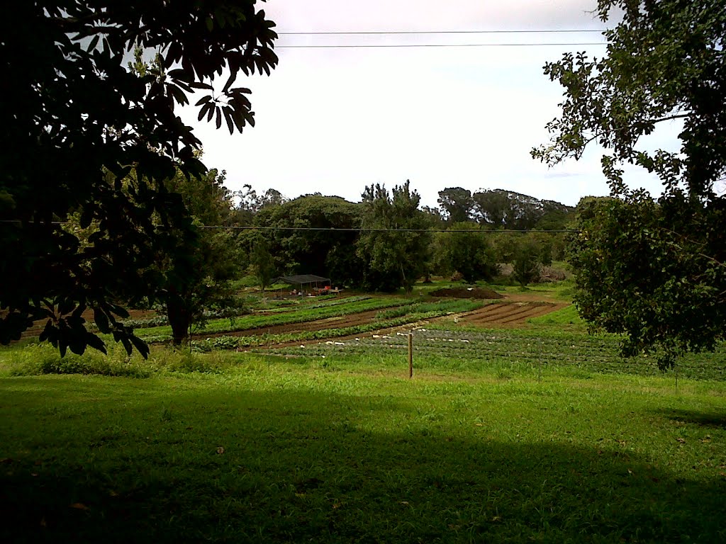 Gardens below Kalahikiola Church