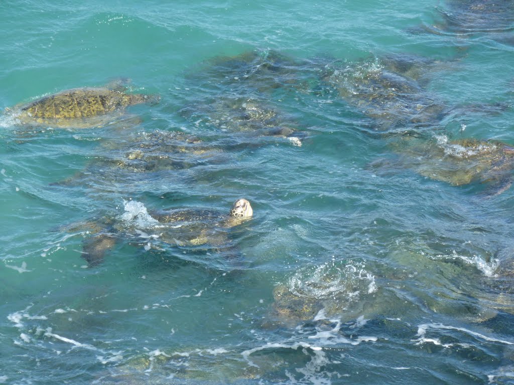 Turtles