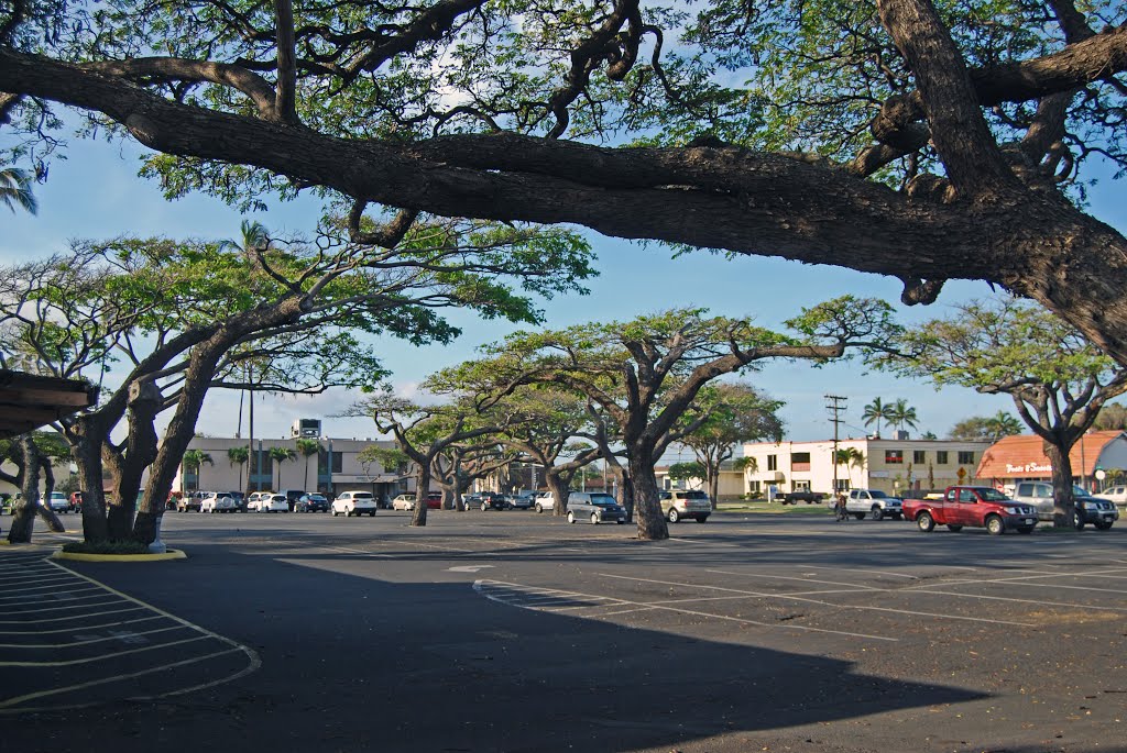 Monkey pod trees, Kahului, HI