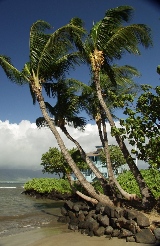 Whale watch Center Kihei Maui