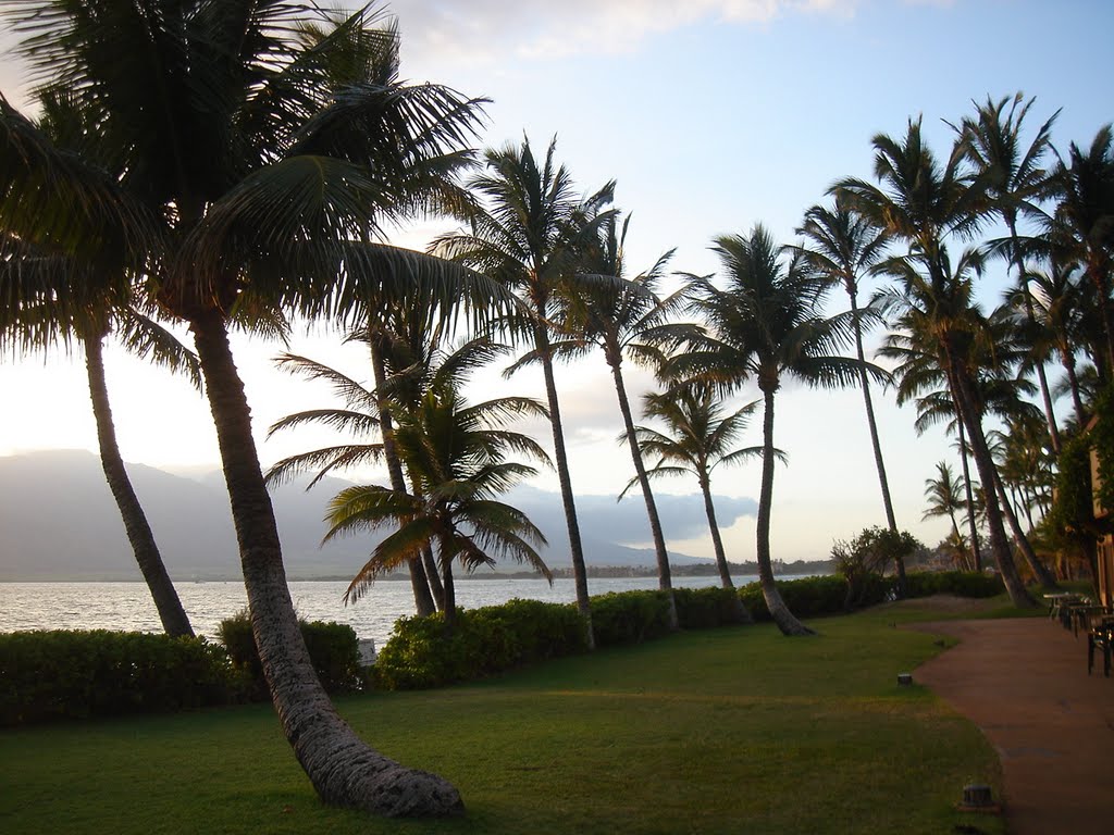 Palms on the Kihei Coast