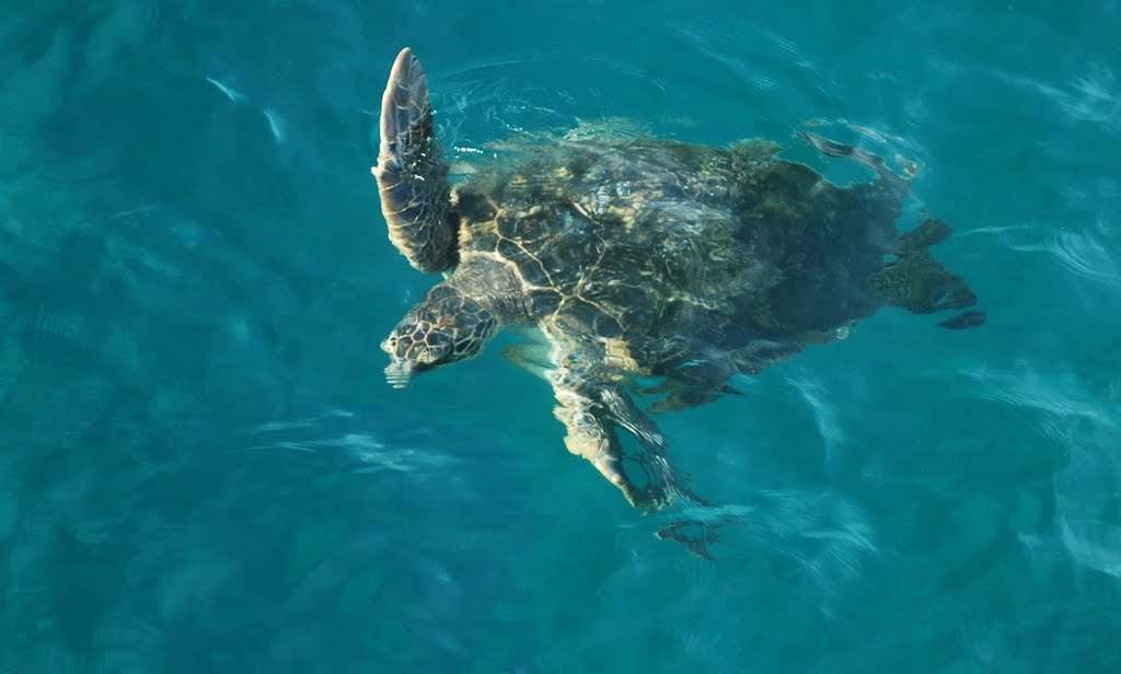 Sea Turtle off Maui Coast