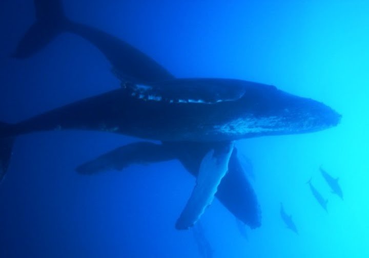 Diving with Whales in Hawaii - www.thescubadivingdirectory.com