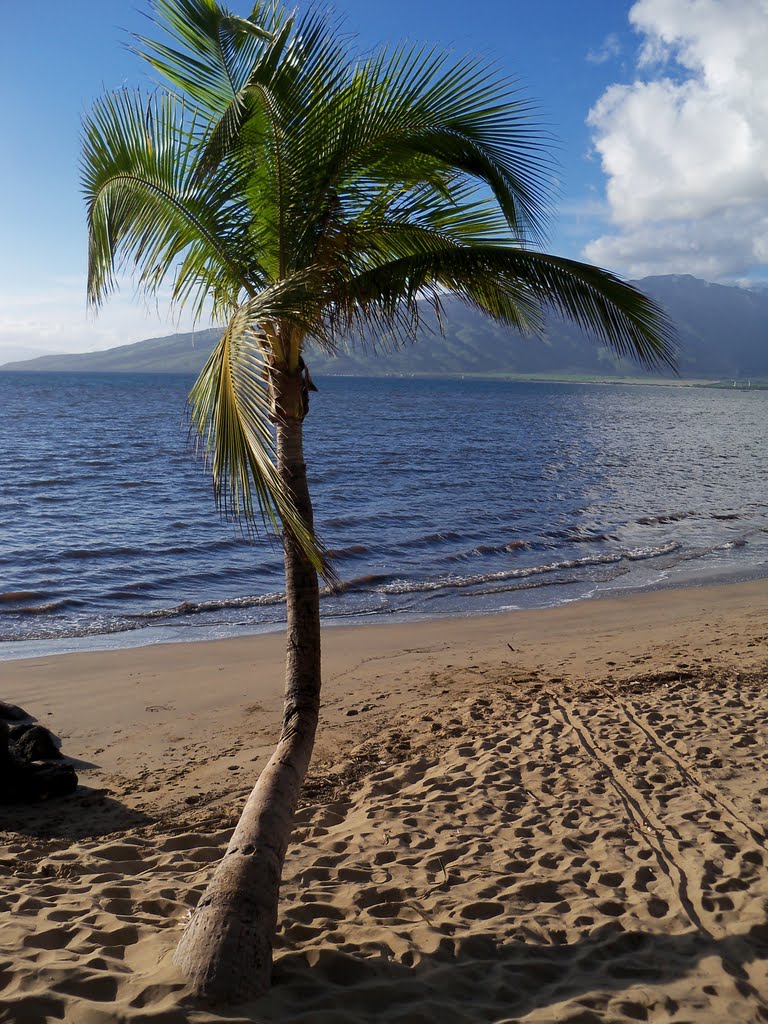 Lone Palm Tree