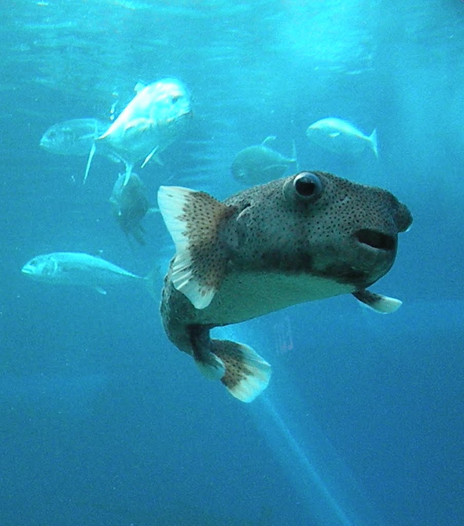 Pufferfish, James Brennan Molokai