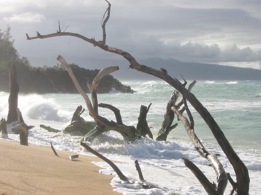 Maui Beach 2005