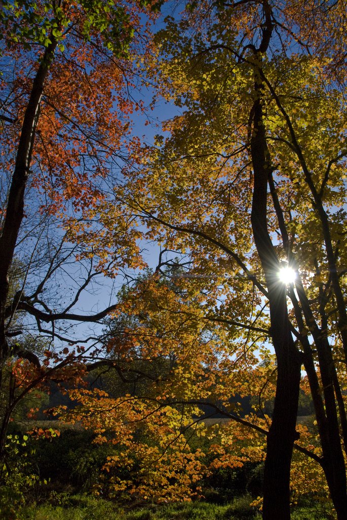 Sun through fall leaves