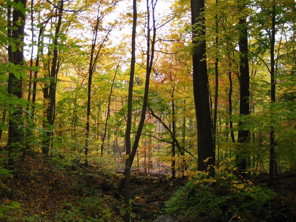 Brandywine 11-02-08