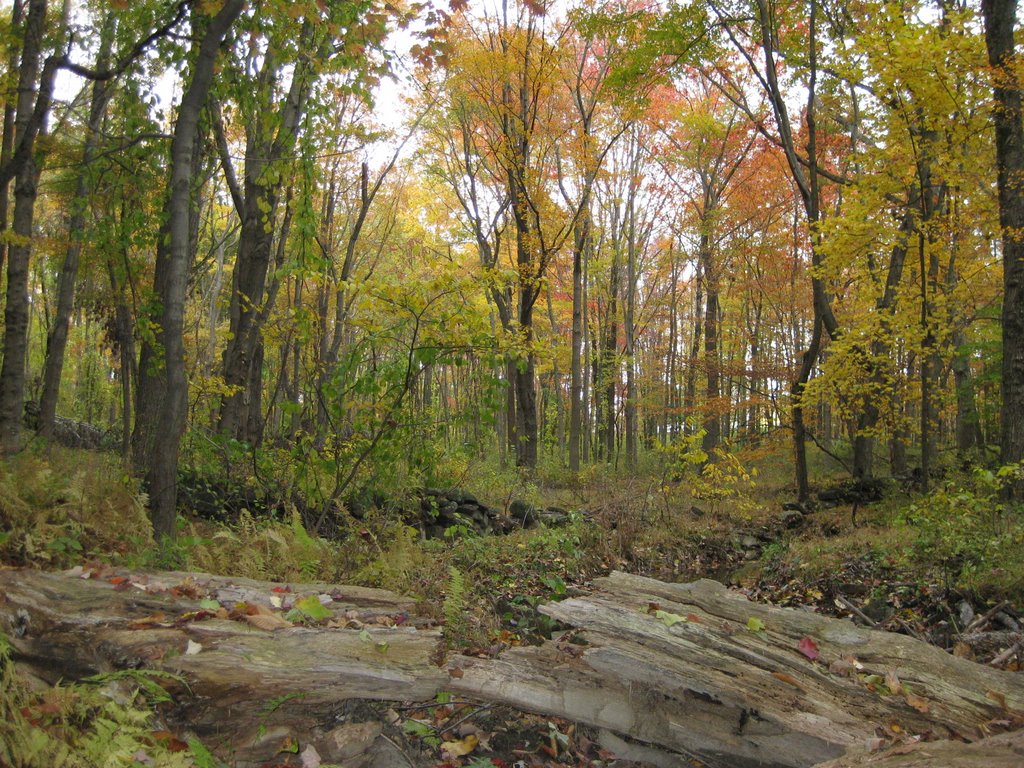 Brandywine 11-02-08b