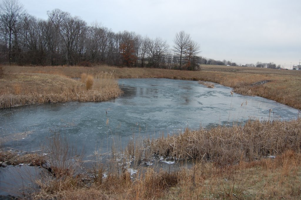 Frozen Pond