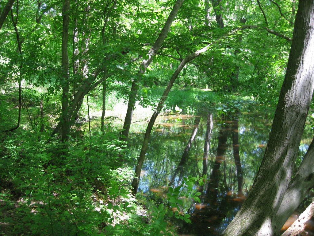 Hidden Pond