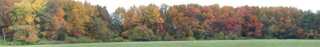 Autumn Leaves panorama