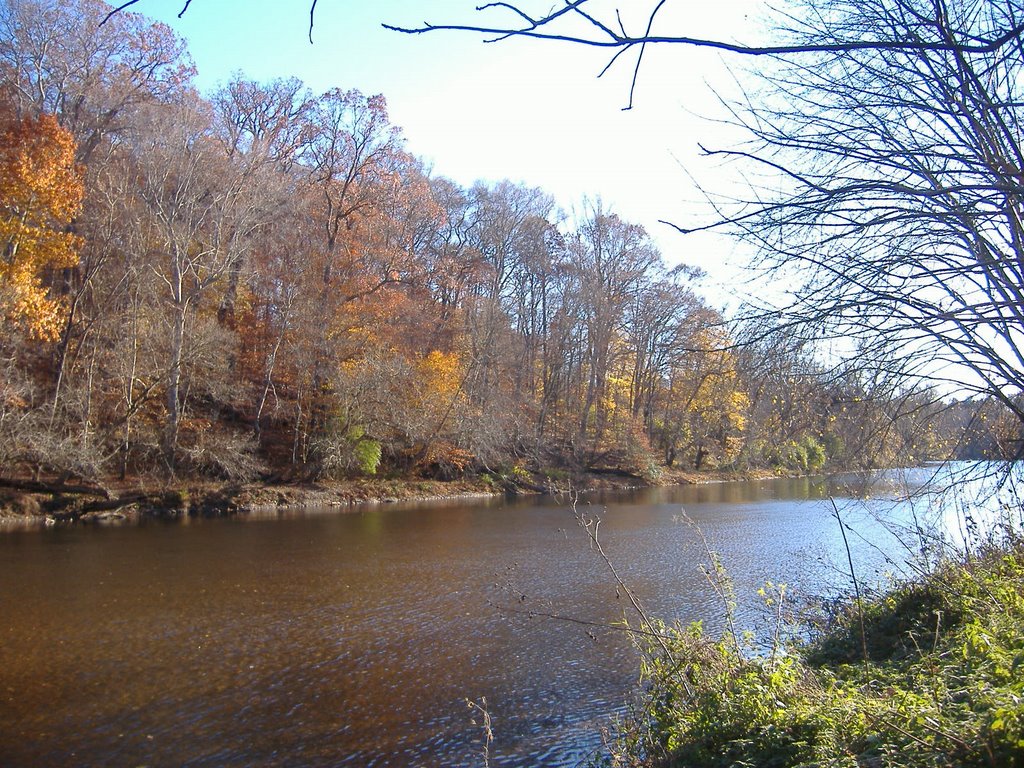 leaves in the river
