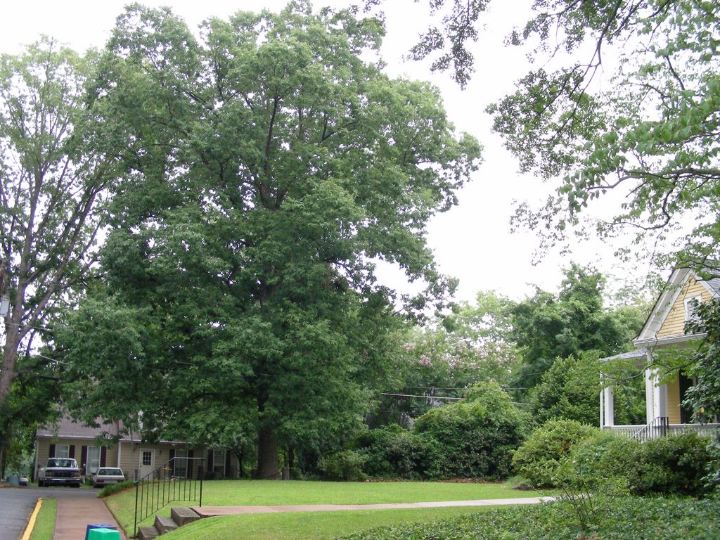 The Tree That Owns Itself, Athens, Georgia