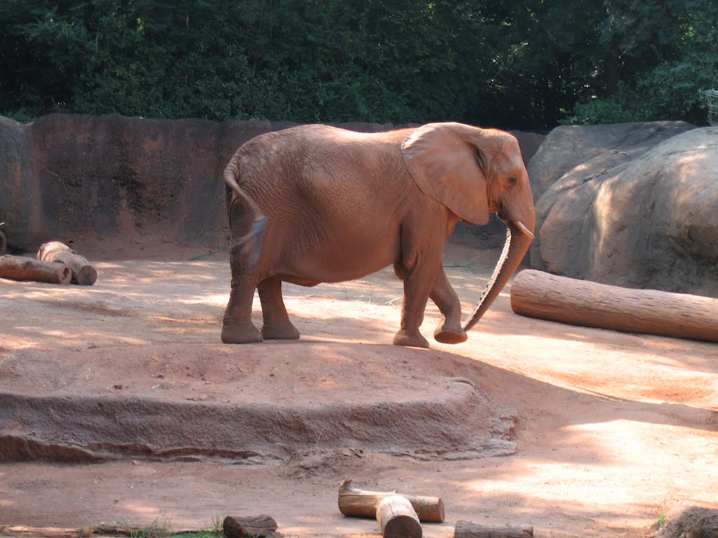 Zoo Atlanta elephant