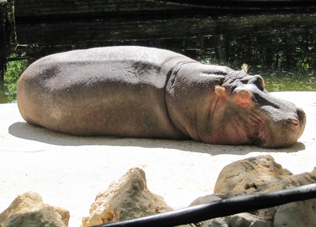 Hippotamus napping