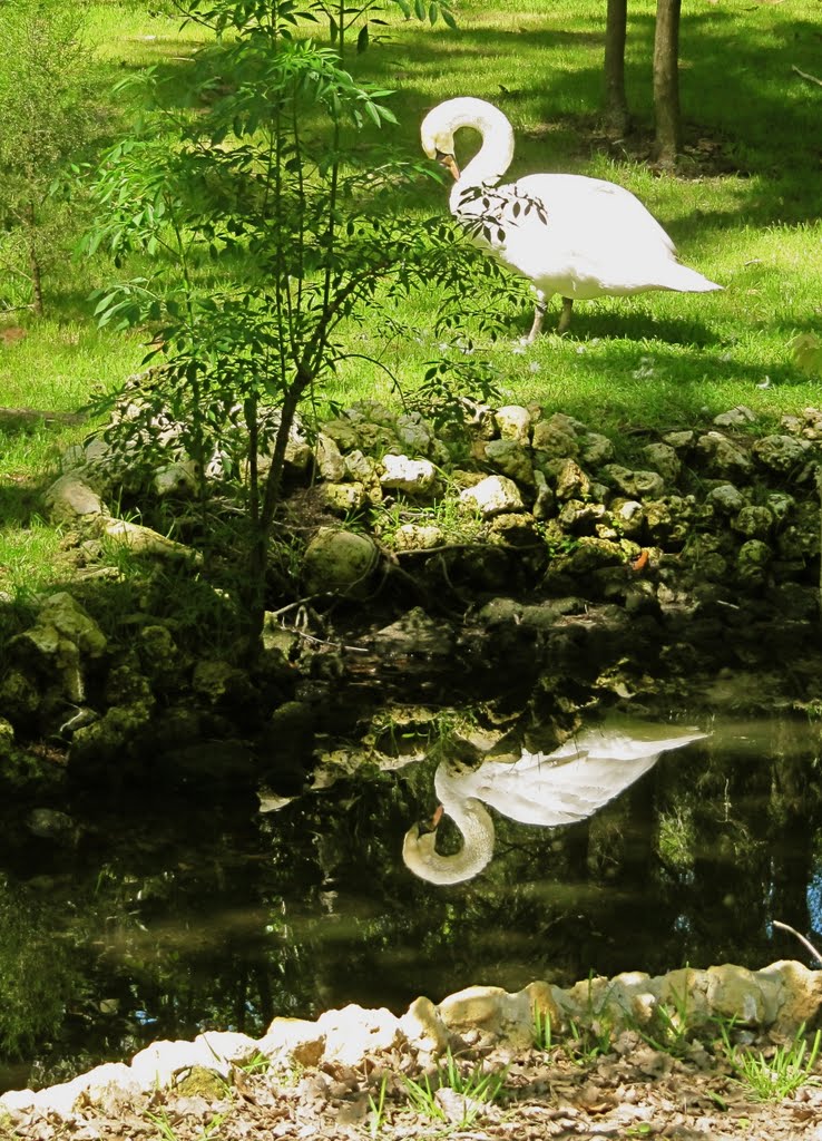 Preening swan