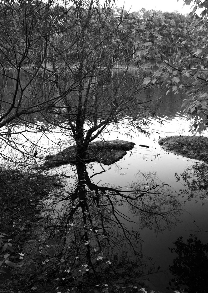 Natures Mirror