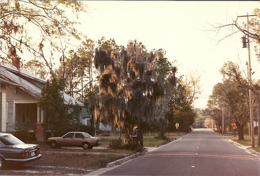 Spanish Moss