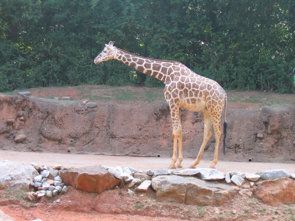 Giraffe
