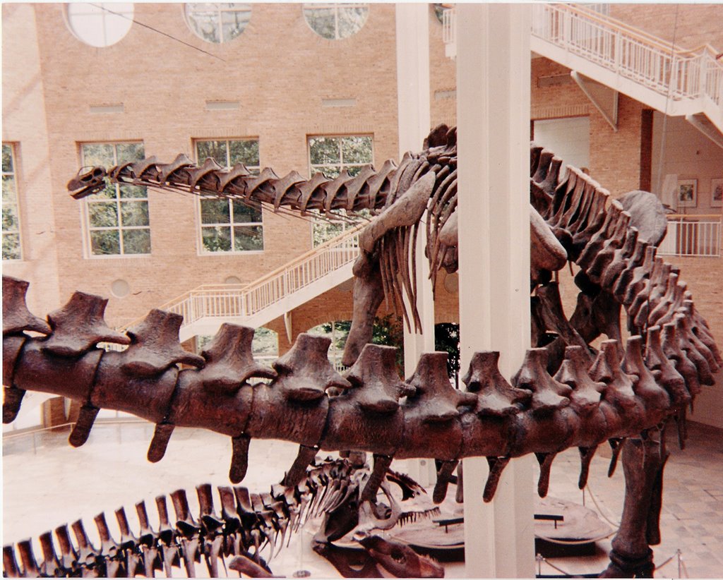 Argentinosaurus & Giganotosaurus Giants of Mesozoic