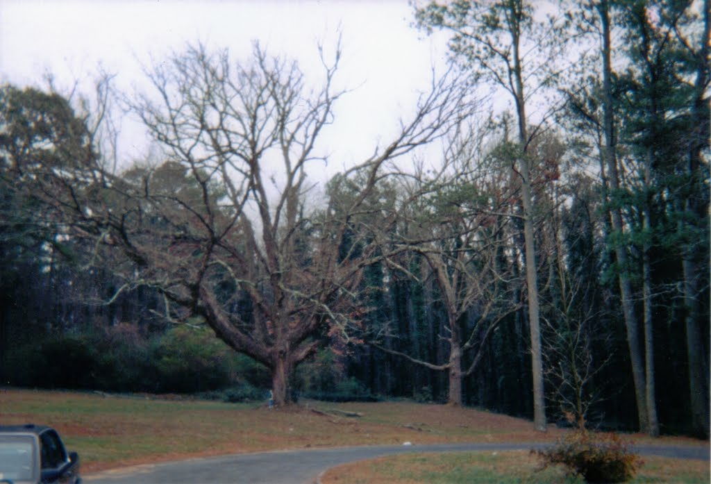 Haunted Tree, Atlanta GA