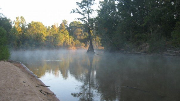 Ocmulgee Cypress in the Morning Mist