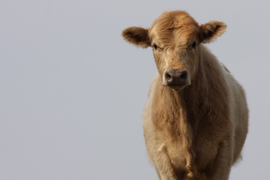 Mooooooooooooo!