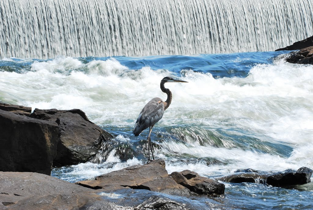 Blue Herring