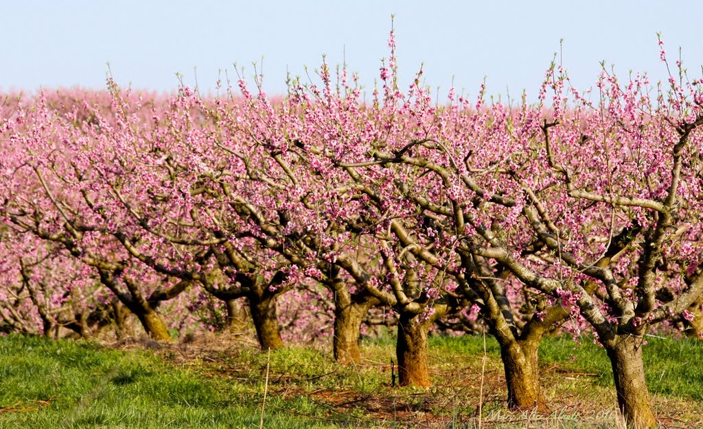 A parade of pink