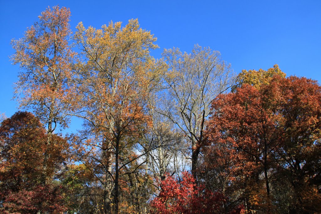 Colorful Trees at Nature Trails, Stone Mountain Park, Georgia