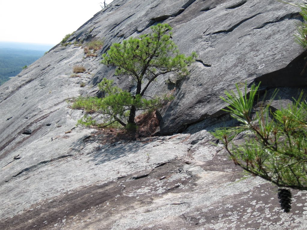 Stone Mountain Park Weldon Wrights Trail