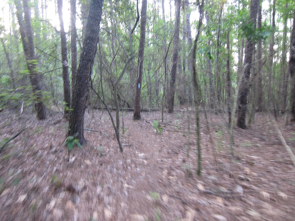 Stone Mountain Park Muscogee Trail
