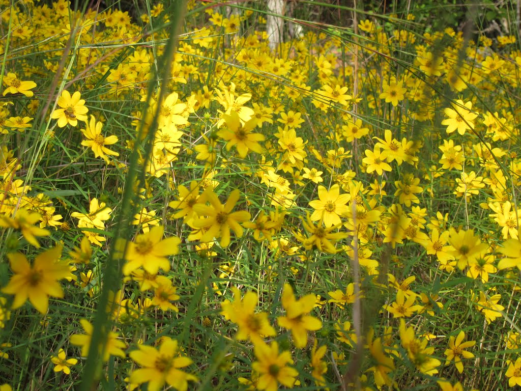 Stone Mountain Park Confederate Yellow Daisies