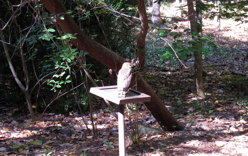 Stone Mountain Park Hawk on Nature Garden Trail