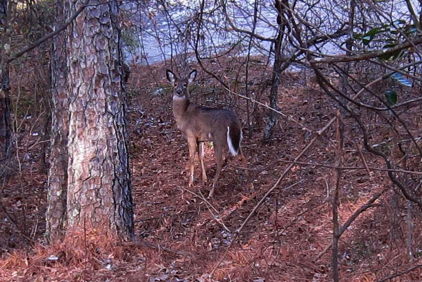 Stone Mountain Park Deer