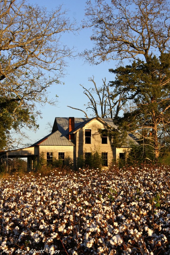Way down south in the land of cotton . . .