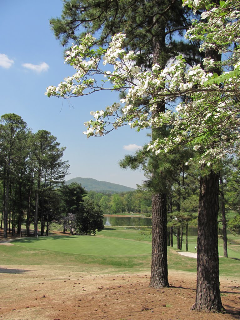 Stuck in Atlanta due to volcano ashes over Europe - but it is spring here and everything is green and blooming