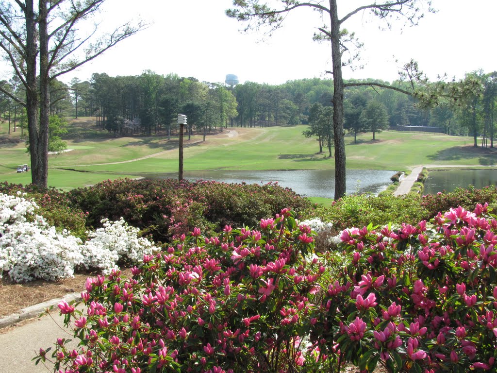 Stuck in Atlanta due to volcano ashes over Europe - but it is spring here and everything is green and blooming