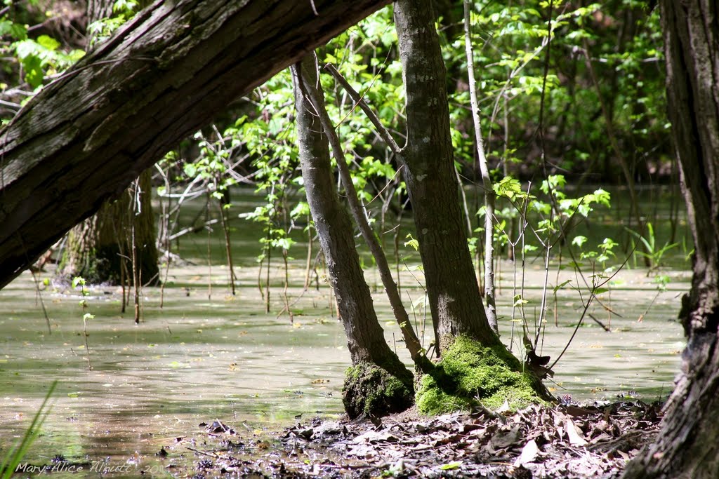 Hidden swamp